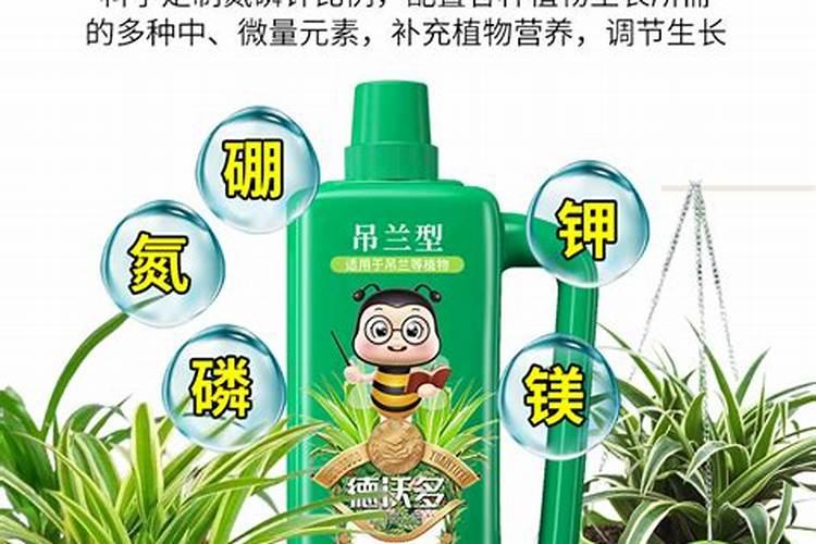 水培吊兰可以加些什么来补充营养,水养吊兰用什么营养液