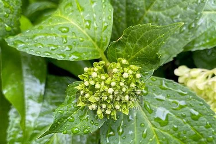 无尽夏绣球花的养殖方法和注意事项