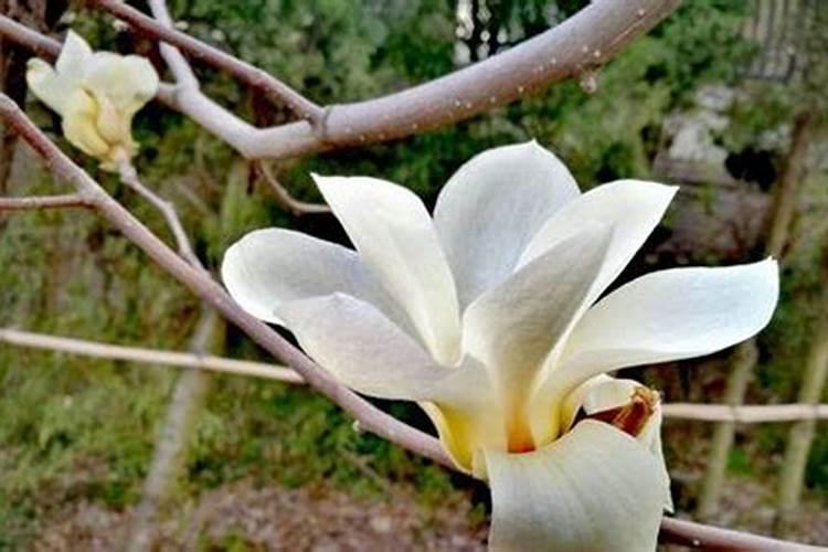 松树种子怎么播种育苗