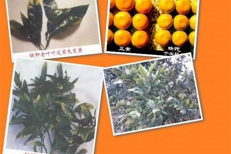 水稻抗低温育苗技术有哪些？