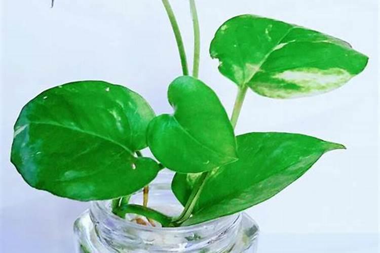 纯钾肥的含钾最高多少 含K2O50%52%左右