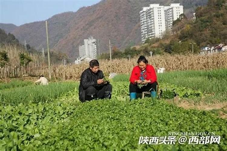 甜菜施肥需要多少氮肥,才会增产量