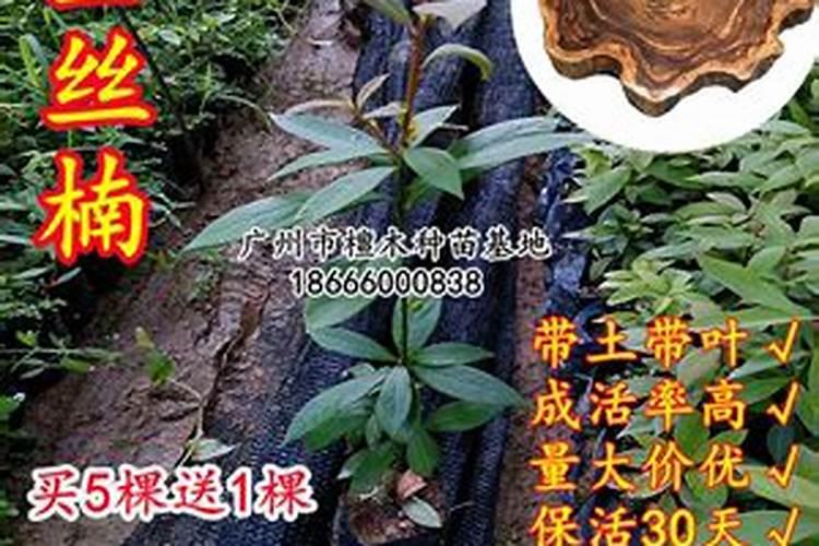 金丝楠木施什么肥最好