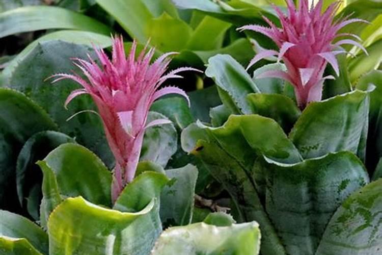 种花生用什么肥料做底肥