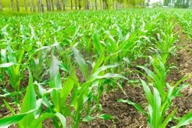 黄瓜冲施什么牌子水溶肥好(黄瓜用什么水溶肥产量高)