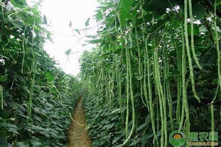 种植豇豆在花期,对水肥的要求都有哪些？