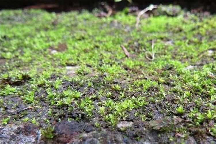 大棚地里长青苔怎么回事？