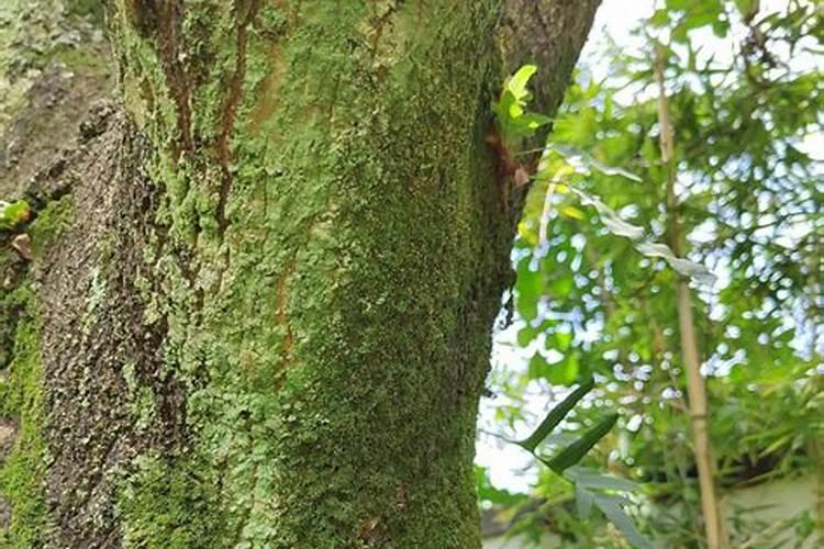 磷肥可以杀青苔吗