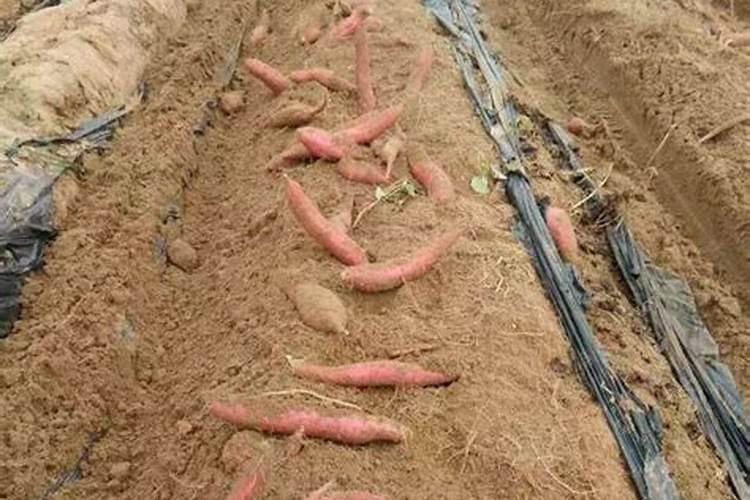 磷肥可以兑水浇花吗