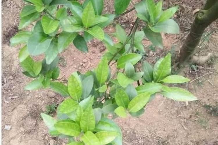 爱尔兰凝胶水溶肥好用吗