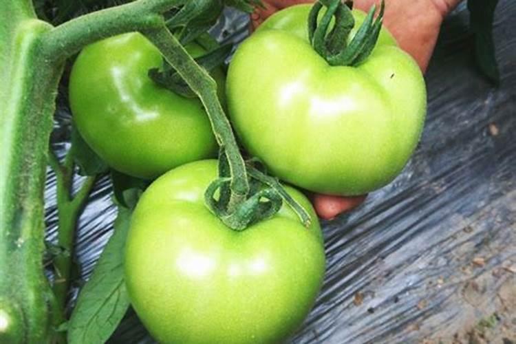 黄瓜追肥用什么肥料好