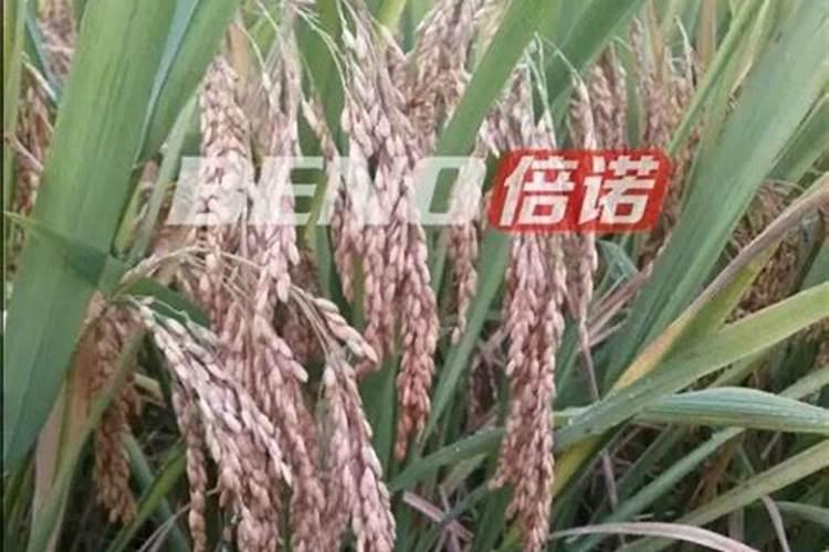 空心菜怎样育苗？