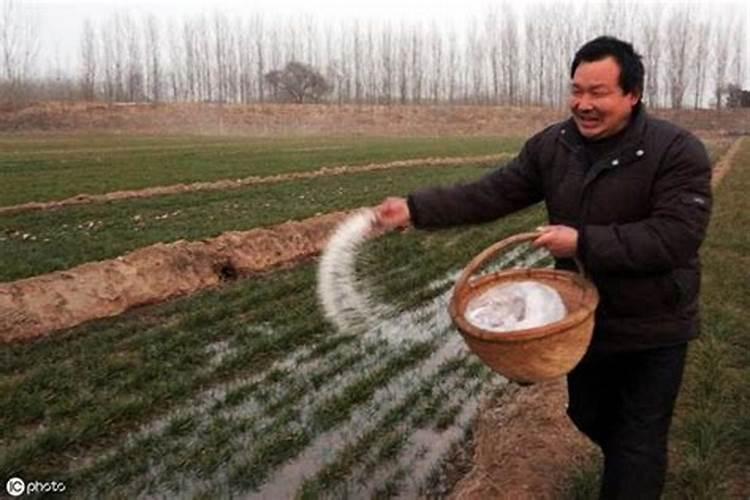 核桃树最怕什么药