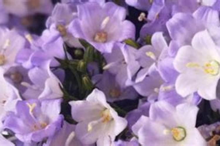 蔬菜长期施用镁肥什么后果