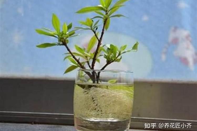 镁能不能做肥料