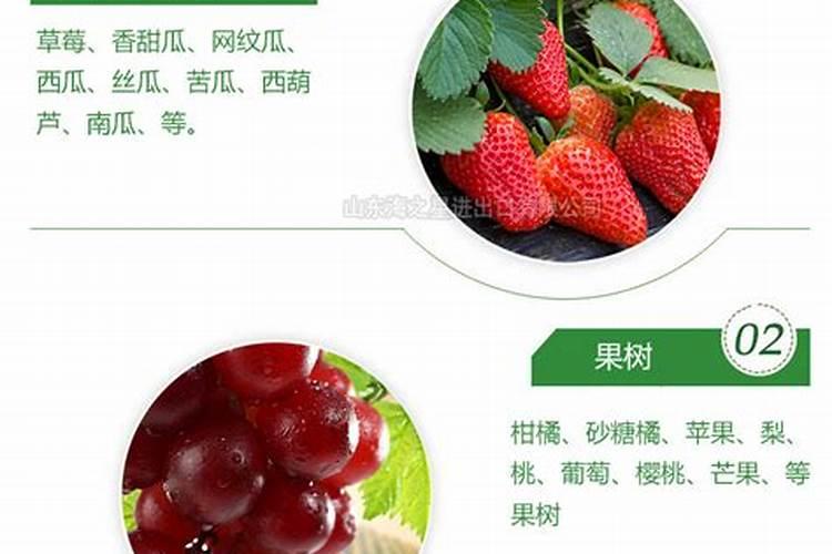 橘子苹果和西瓜怎样做水果拼盘