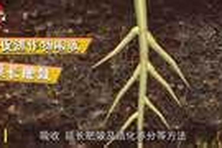 老桩金枝玉叶怎么养