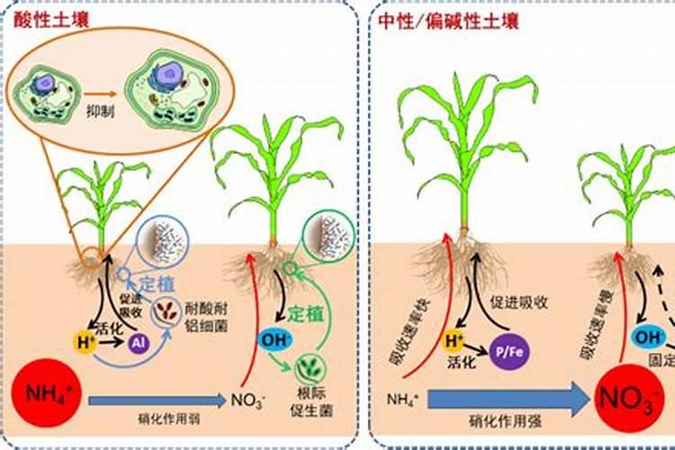 水溶肥价格为什么差别这么大
