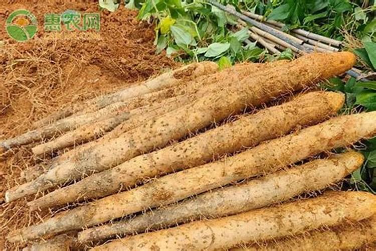 东北地区有哪些一年到头能吃到的时令水果？