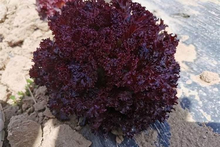 有什么方法可丰胸增肥