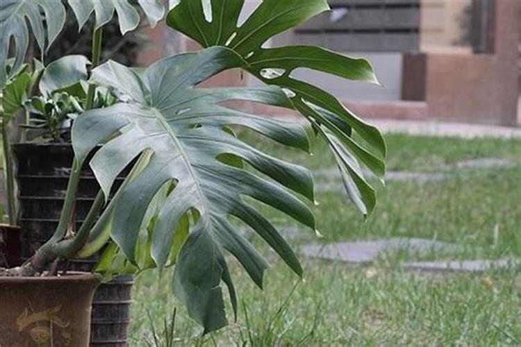 硼酸可作硼肥吗