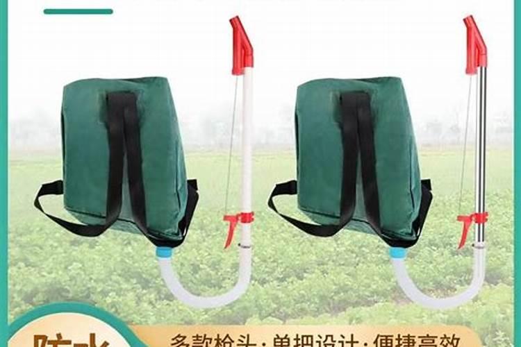 黑白菜叶子发黄的原因