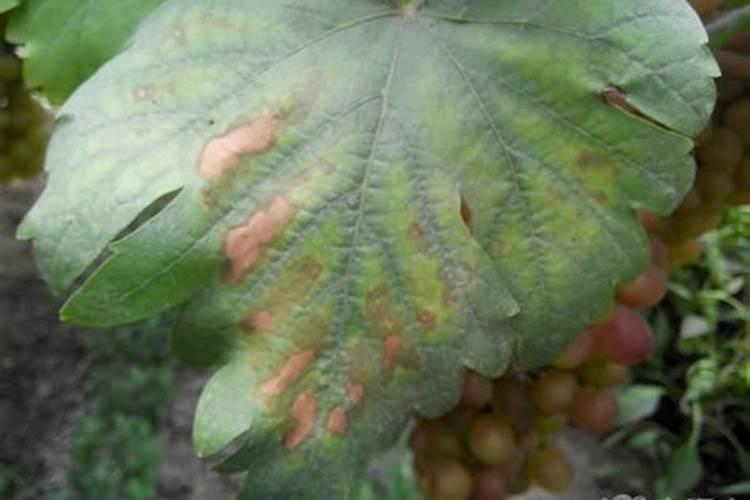 果树缺钾有哪些症状？怎样防治？