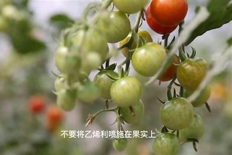 西瓜后期用什么肥料好？