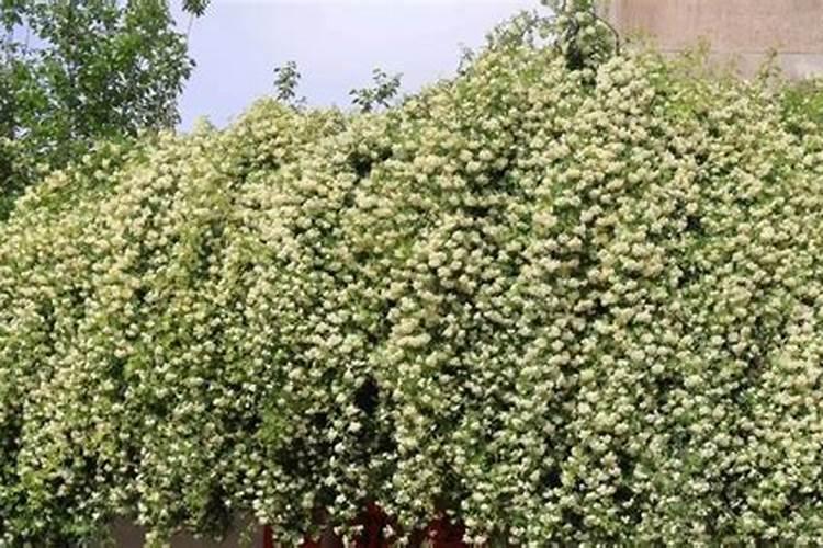 木香花怎么施肥,幼期追施基肥促进根系生长