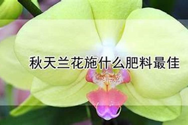 兰花什么季节施肥最好