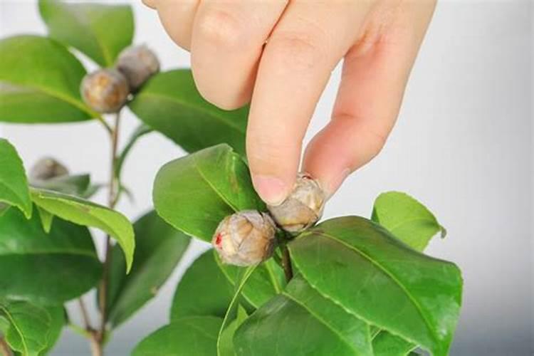 微量元素肥料有什么作用