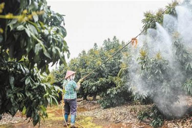 荔枝怎样促花保果？