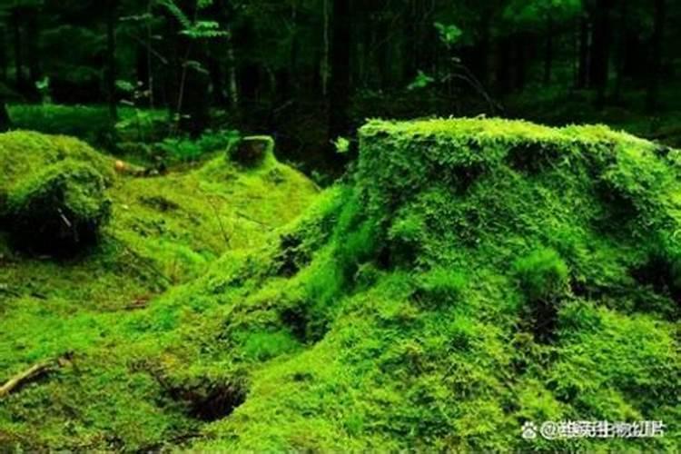 种红蒜要用叶面肥,种红蒜如何施叶面肥？