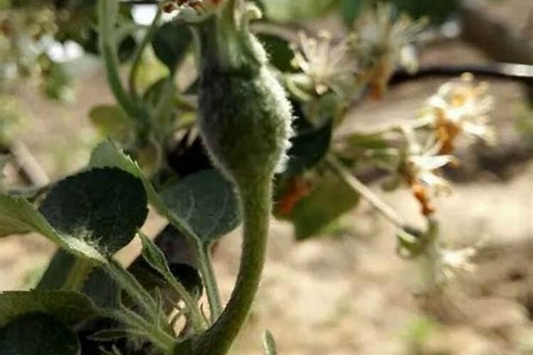 苹果树打哪几种农药