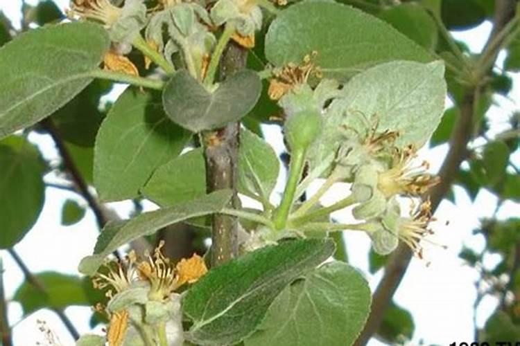 苹果树花后打什么农药