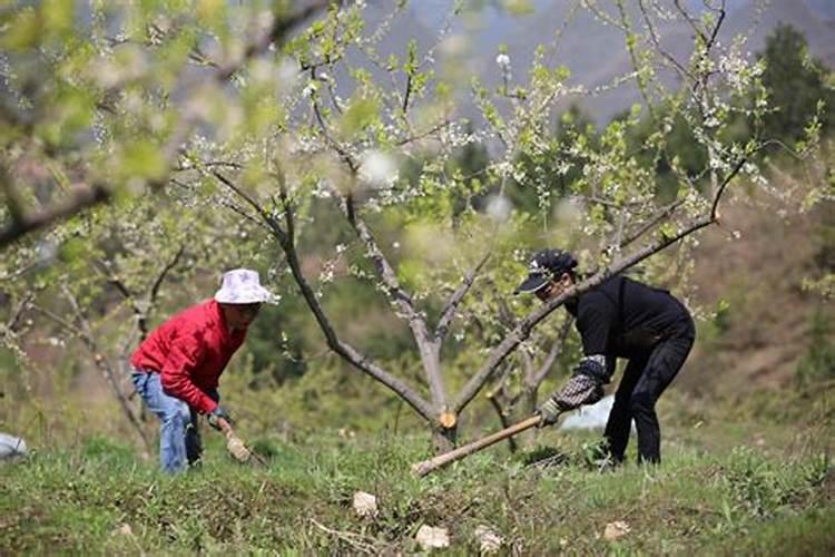 果树什么时候施肥最好？