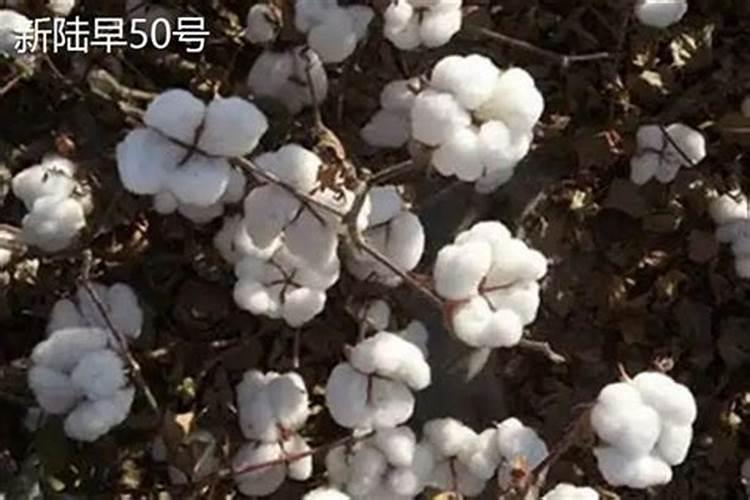 硅肥到底有啥作用？