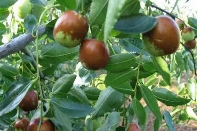 烟叶用的糖化硼肥片可以用在黄瓜上吗？