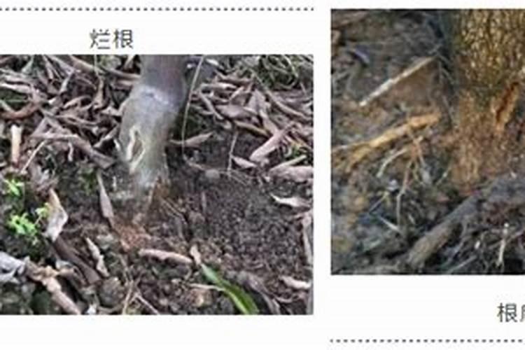 新栽果树苗得了肥害怎么办