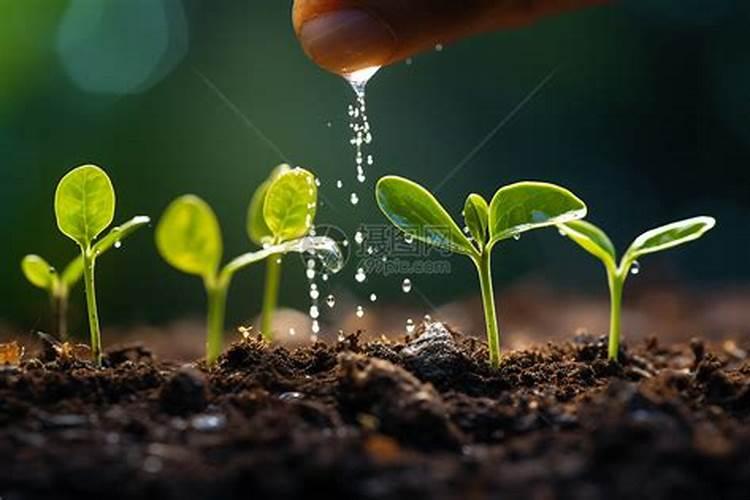 怎样种养殖昙花小苗,小苗种植多久可以施肥