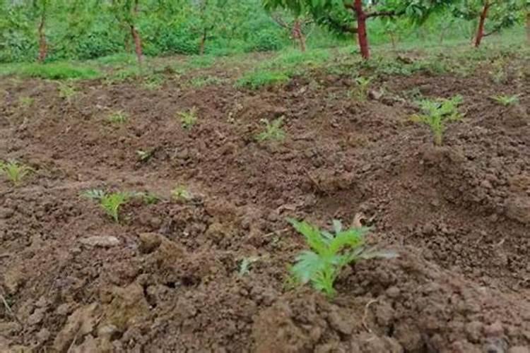 第一年葡萄小苗施什么肥