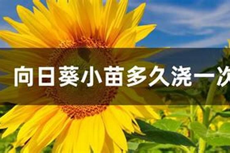 刚换盆的绣球小苗可以施水溶肥吗