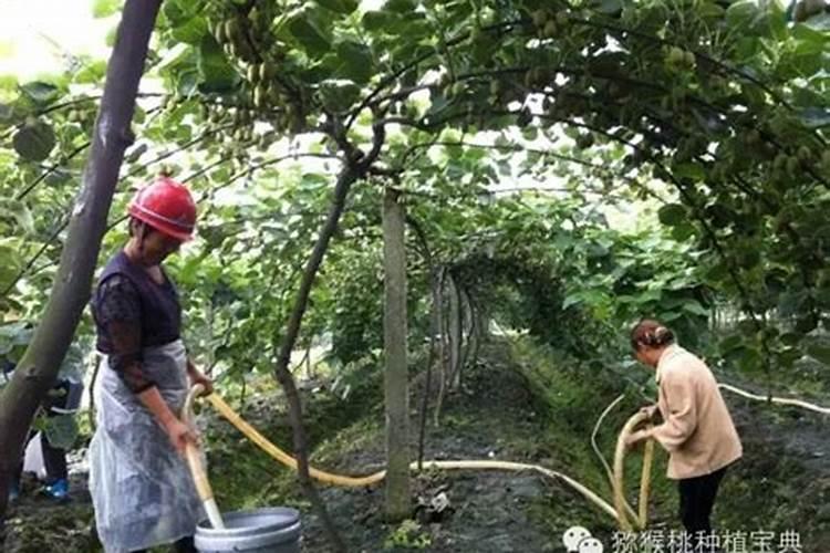 猕猴桃什么时间施叶面肥好猕猴桃施肥时间和方法