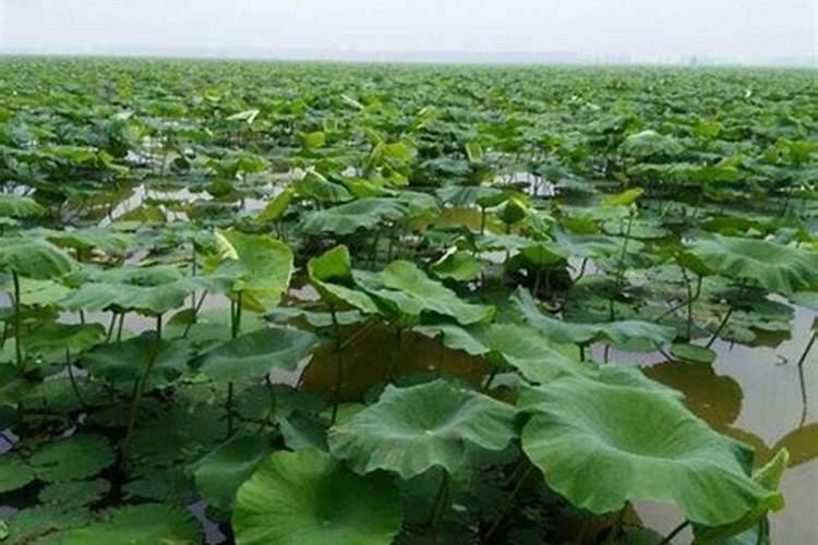 菜籽饼能不能直接拌土做基肥 菜籽饼拌土做基肥什么时候用好