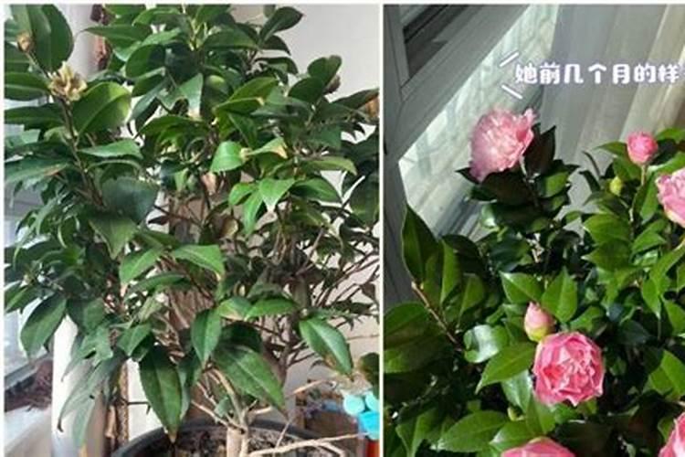 茶花开花多久施肥