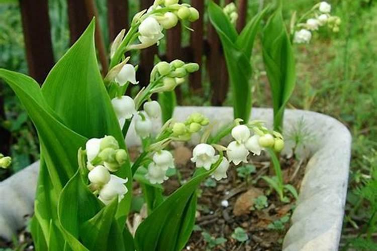 铃兰花需要施肥吗？要施什么肥好？