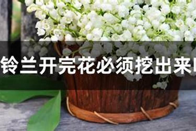 铃兰怎么施肥