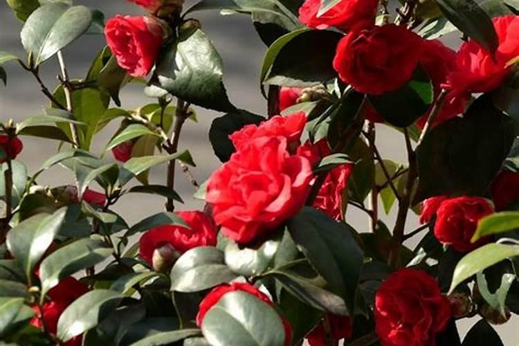 茶花浇水后多久施肥一次 茶花浇水后怎么施肥