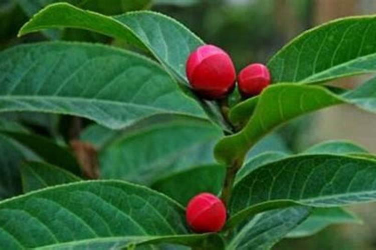 茶花施什么肥最好