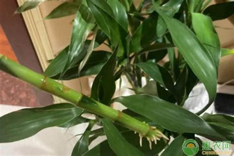 奥绿肥是哪个国家生产的